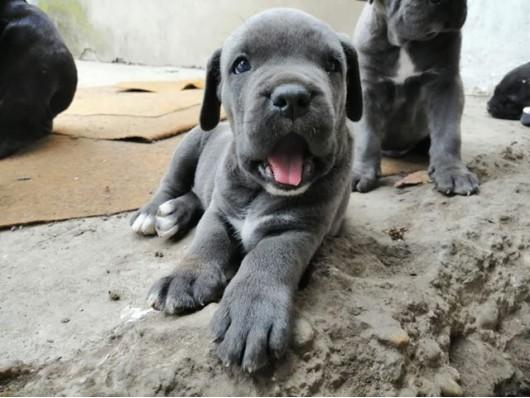 Cane corso kučići